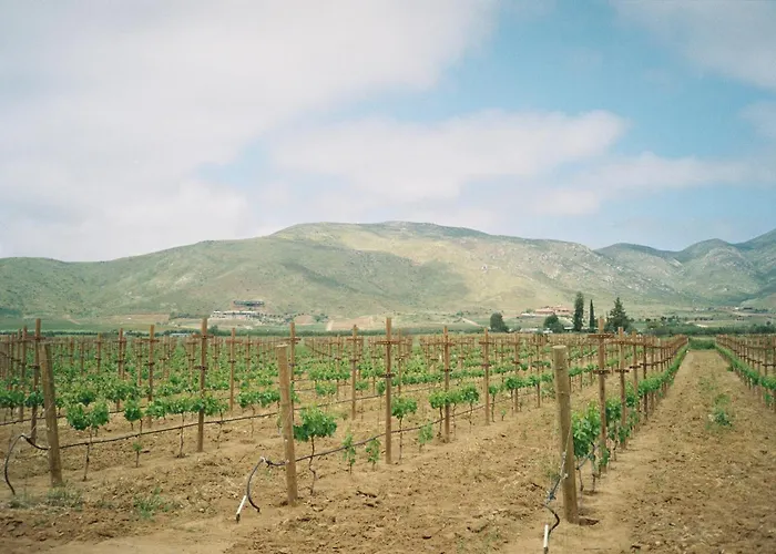 Alma Liebre Vinedos Del Valle